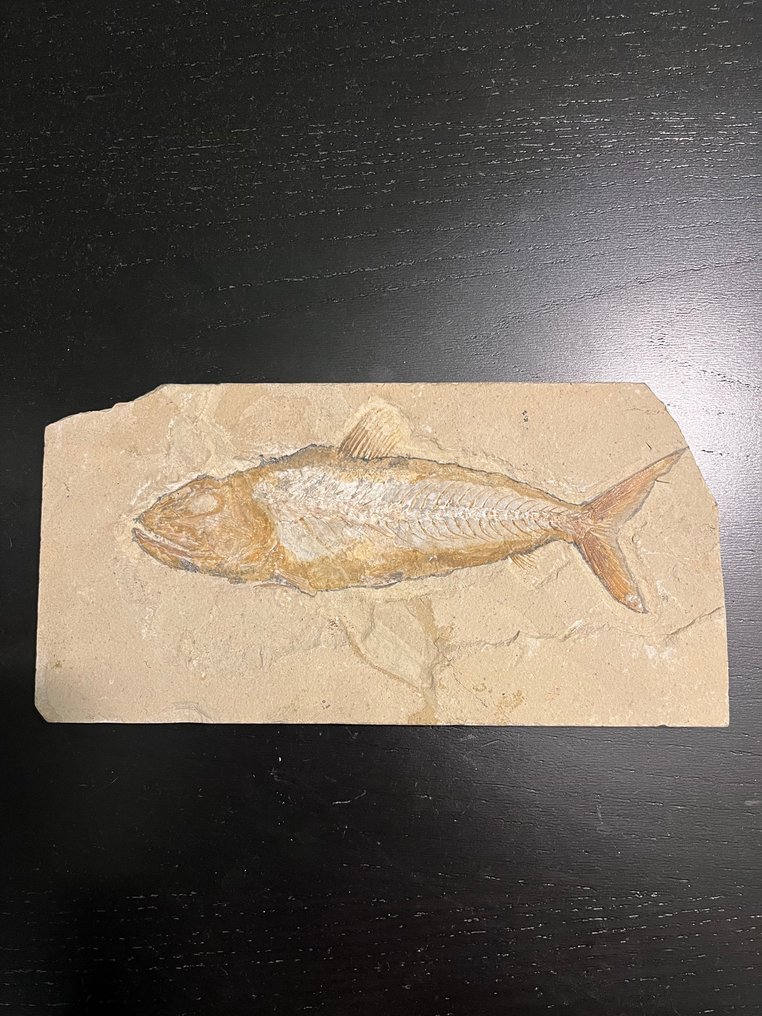 Peixe - Animal fossilizado - Osmeroides - Sardinioides - 25 cm - 12 cm #1.1