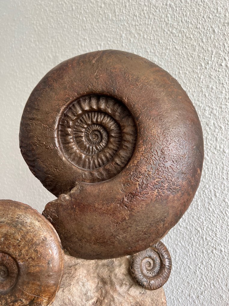 Ammonite - Fossilt skjelett - Zeer groot cluster ammonieten #2.1