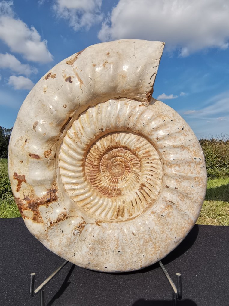 Ammonitt Skjold - Jurassic (201.3 - 145 million years) - 36 cm - 30 cm - 12 cm #2.1