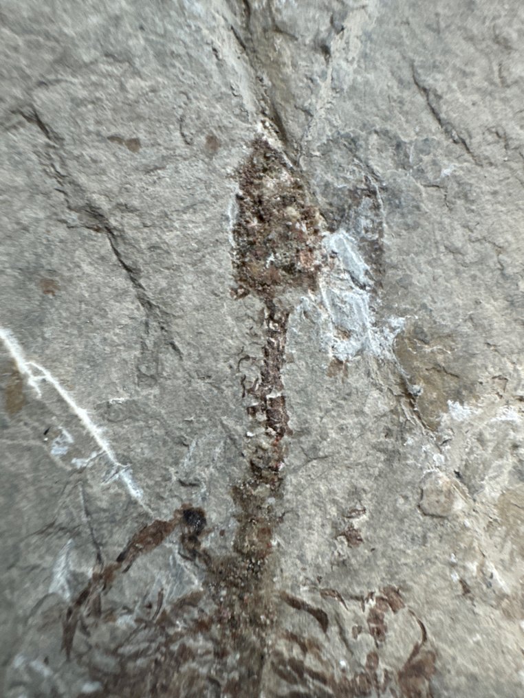 Matelija - Kivettynyt eläin - Une paire de Hyphalosaurus lingyuaneasis - 19.5 cm - 10.5 cm #2.2