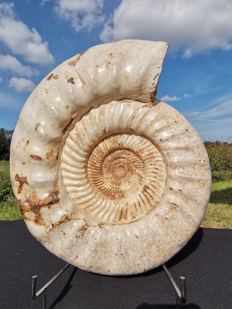 Ammonitt Skjold - Jurassic (201.3 - 145 million years) - 36 cm - 30 cm - 12 cm #1.1