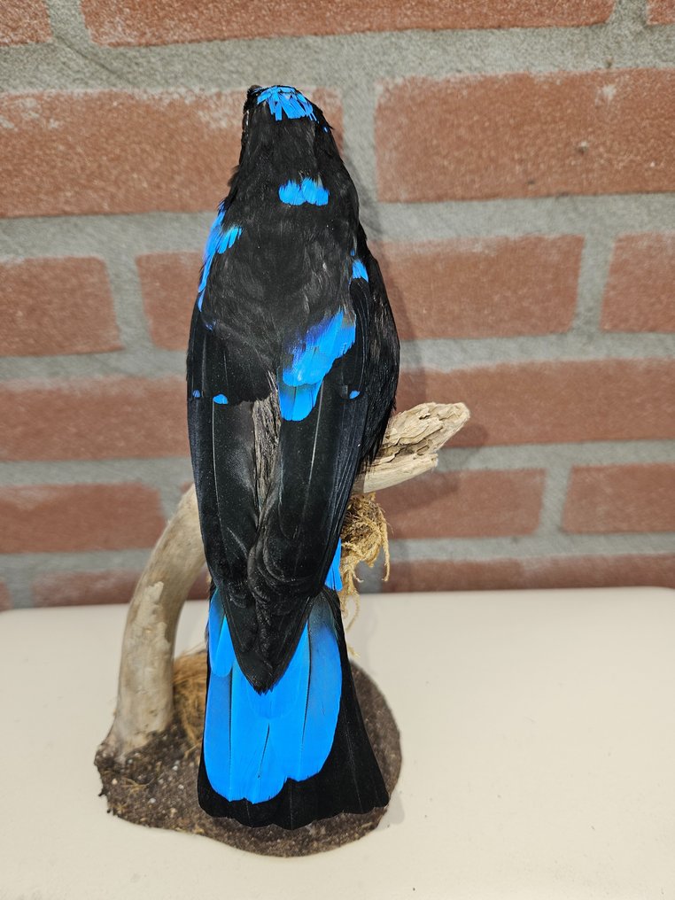 菲律宾仙蓝知更鸟 - 动物标本剥制全身支架 - Irena cyanogastra - 25 cm - 12.5 cm - 15 cm - 非《濒危物种公约》物种 #1.2