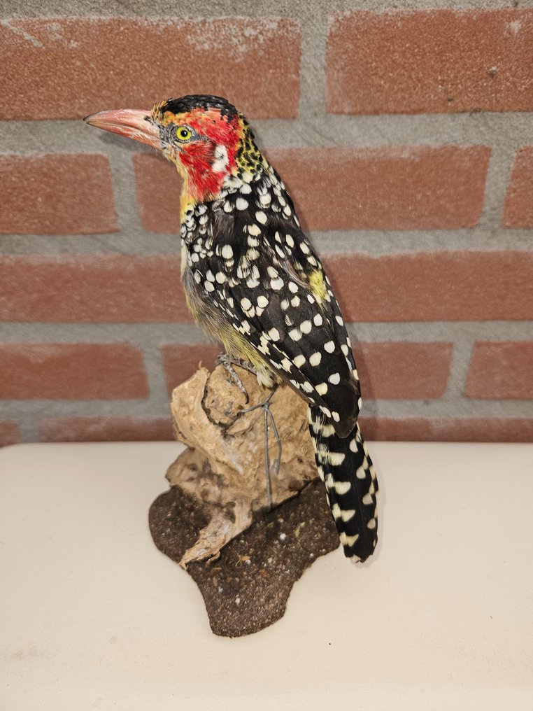 Red and yellow Barbet - Taxidermy full body mount - Trachyphonus erythrocephalus - 21 cm - 11 cm - 11 cm - Non-CITES species #1.2