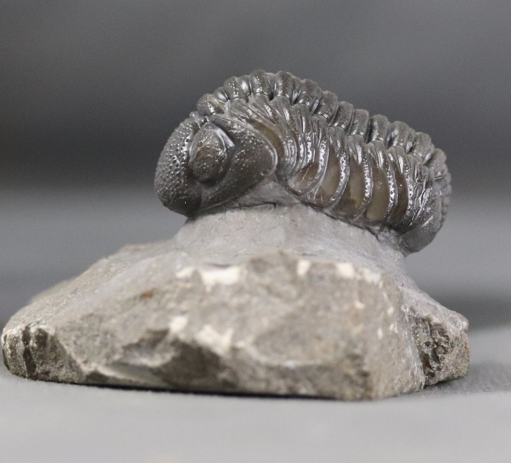 Trilobita da melhor qualidade - Com olhos excepcionais - Animal fossilizado - Morocops granulops - 6.2 cm #2.1