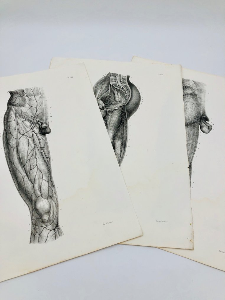 Läromedel (3) - Nicolas-Henri Jacob & Jean Baptiste Marc Bourgery - traité d'anatomie de l'homme 1881 - Papper - 1850-1900 #1.1
