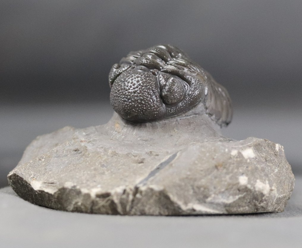Trilobita da melhor qualidade - Com olhos excepcionais - Animal fossilizado - Morocops granulops - 6.2 cm #1.1