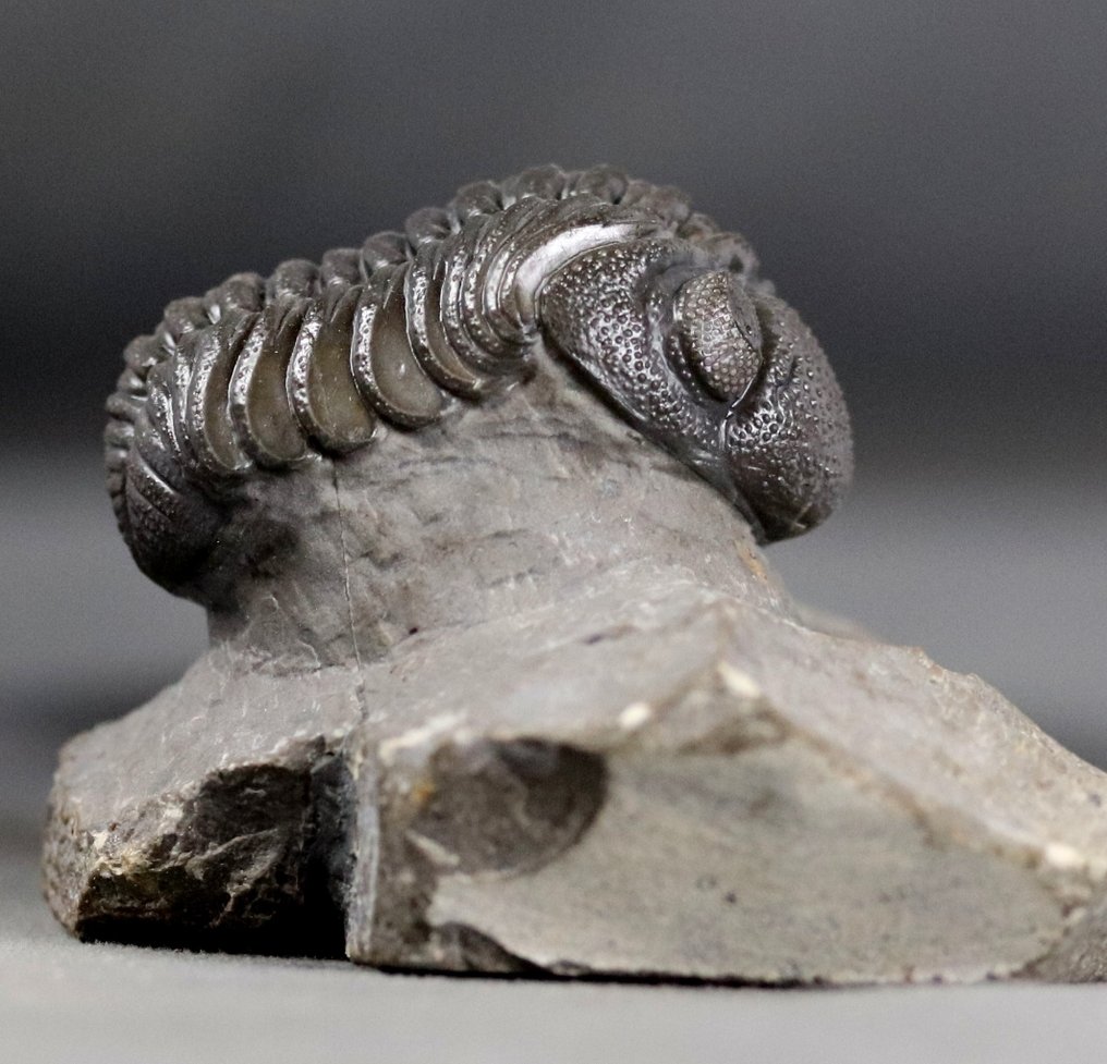 Trilobita da melhor qualidade - Com olhos excepcionais - Animal fossilizado - Morocops granulops - 6.2 cm #2.2