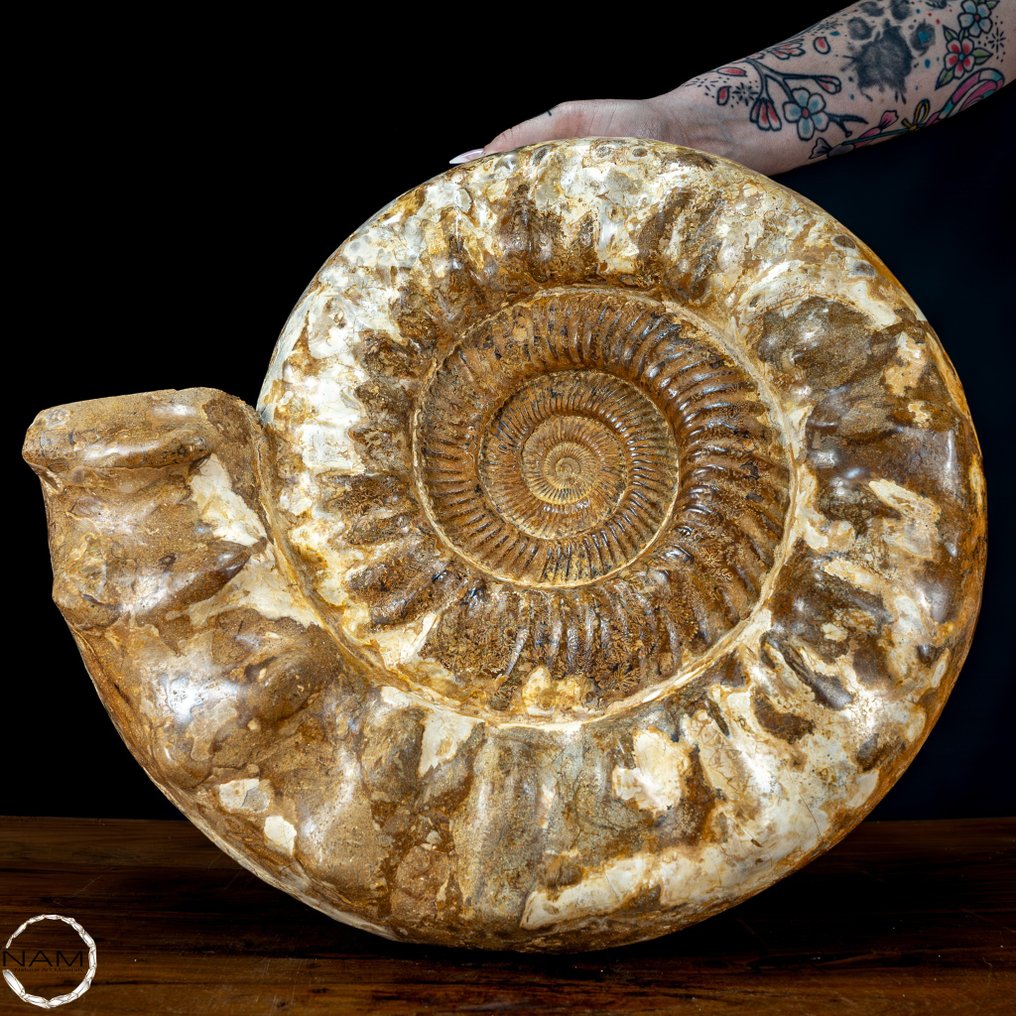 Sjelden naturlig opaliserende ammonitt Euaspidoceras Perarmatum Fossil- 23231.66 g #1.1