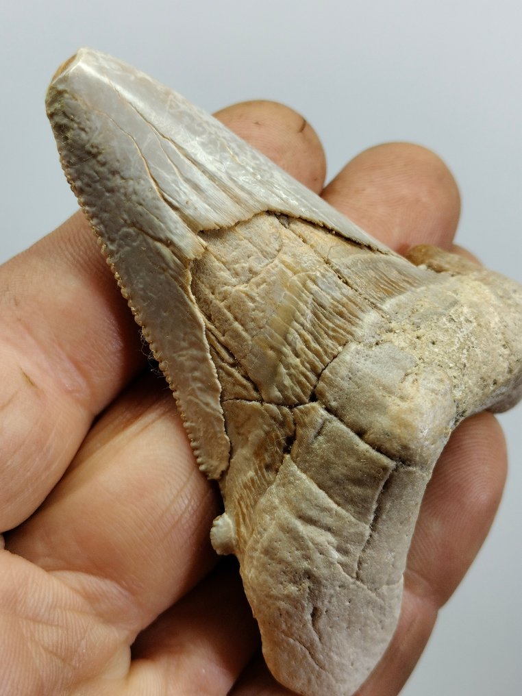 Enorme ejemplar del antepasado del Megalodon - Diente fósil - Otodus Sokolowi - 85 mm - 62 mm #1.1