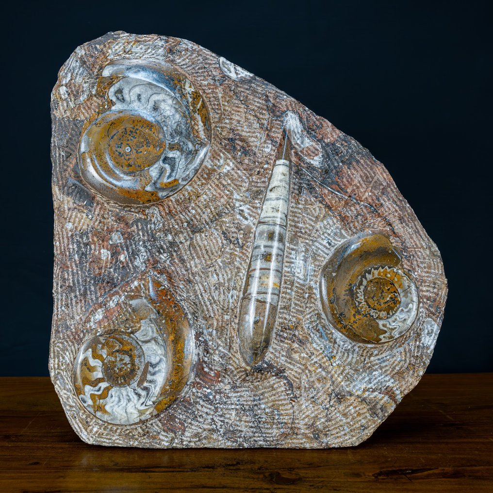 Naturliga Orthoceras Fossils - Paleontologiska skatter För inredning- 7276.71 g #1.2