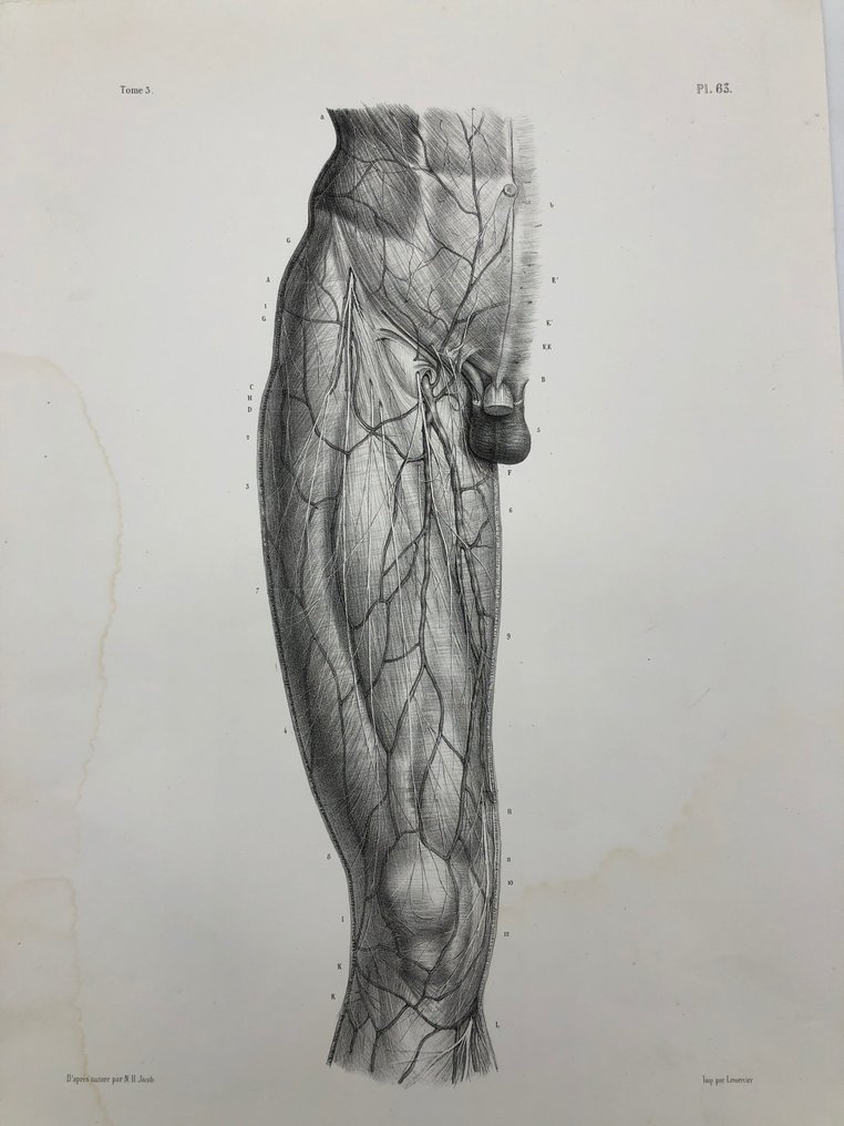 Materiale didattico (3) - Nicolas-Henri Jacob & Jean Baptiste Marc Bourgery - traité d'anatomie de l'homme 1881 - Carta - 1850-1900 #2.1