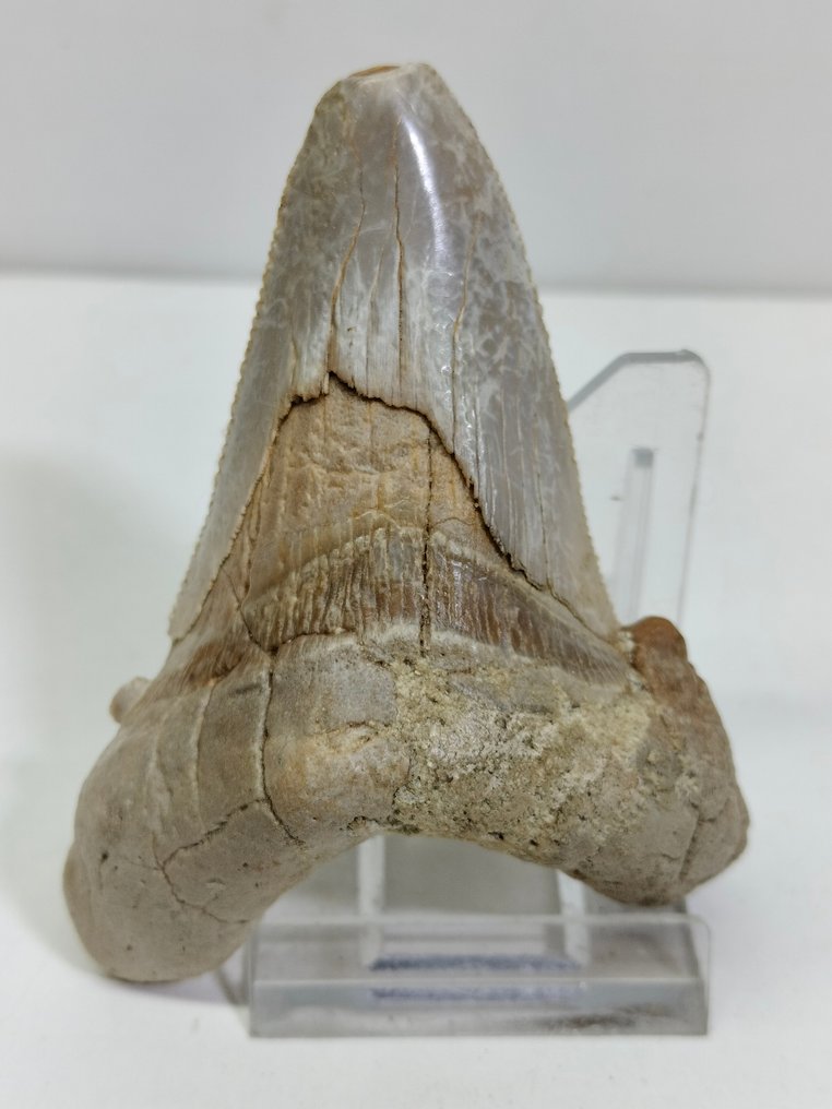 Enorme ejemplar del antepasado del Megalodon - Diente fósil - Otodus Sokolowi - 85 mm - 62 mm #2.1