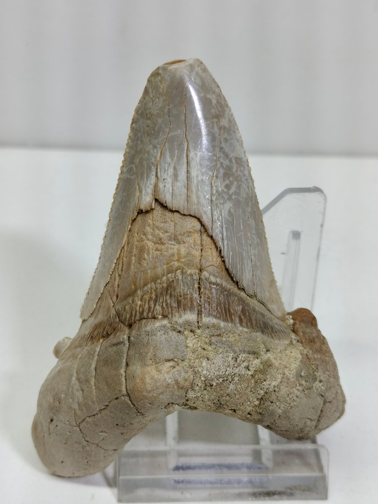 Enorme ejemplar del antepasado del Megalodon - Diente fósil - Otodus Sokolowi - 85 mm - 62 mm #1.2