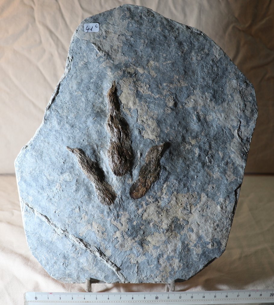 Dinosaurio RAPTOR - Huella fosilizada - Foot print  (Sin Precio de Reserva) #1.1