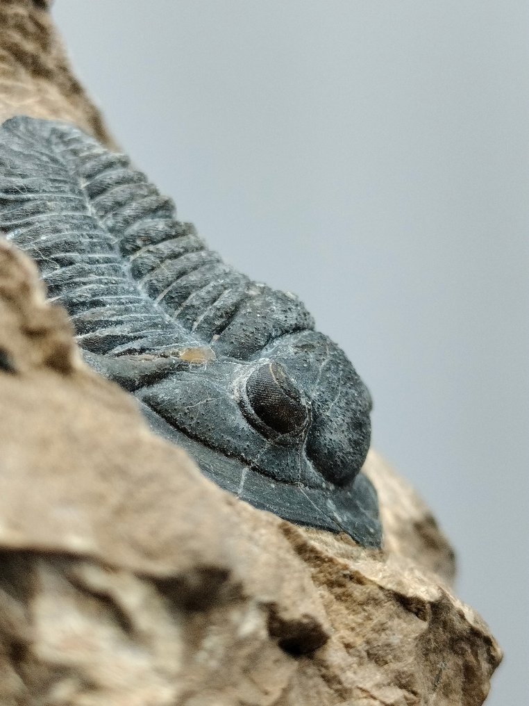 Trilobiet - Gefossiliseerd dier - Cornuproetus - 76 mm - 66 mm #1.2