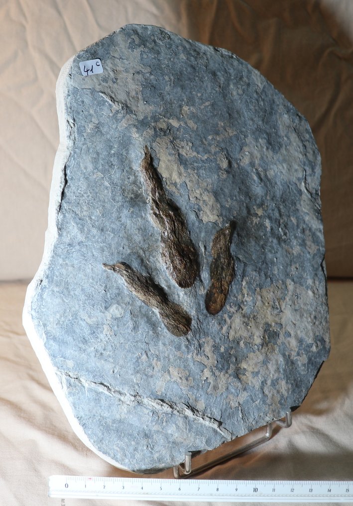 RAPTOR Dinosaur - Fossilt fotavtrykk - Foot print  (Ingen reservasjonspris) #2.1