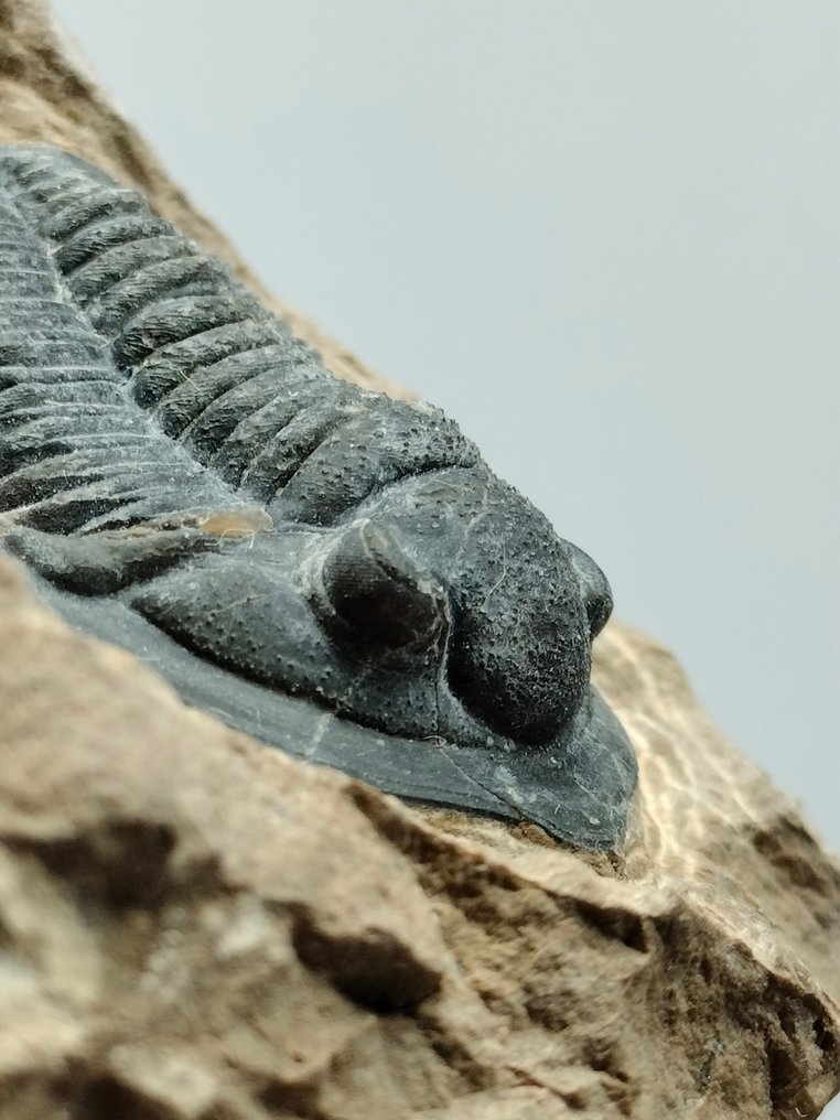 Trilobiet - Gefossiliseerd dier - Cornuproetus - 76 mm - 66 mm #1.1