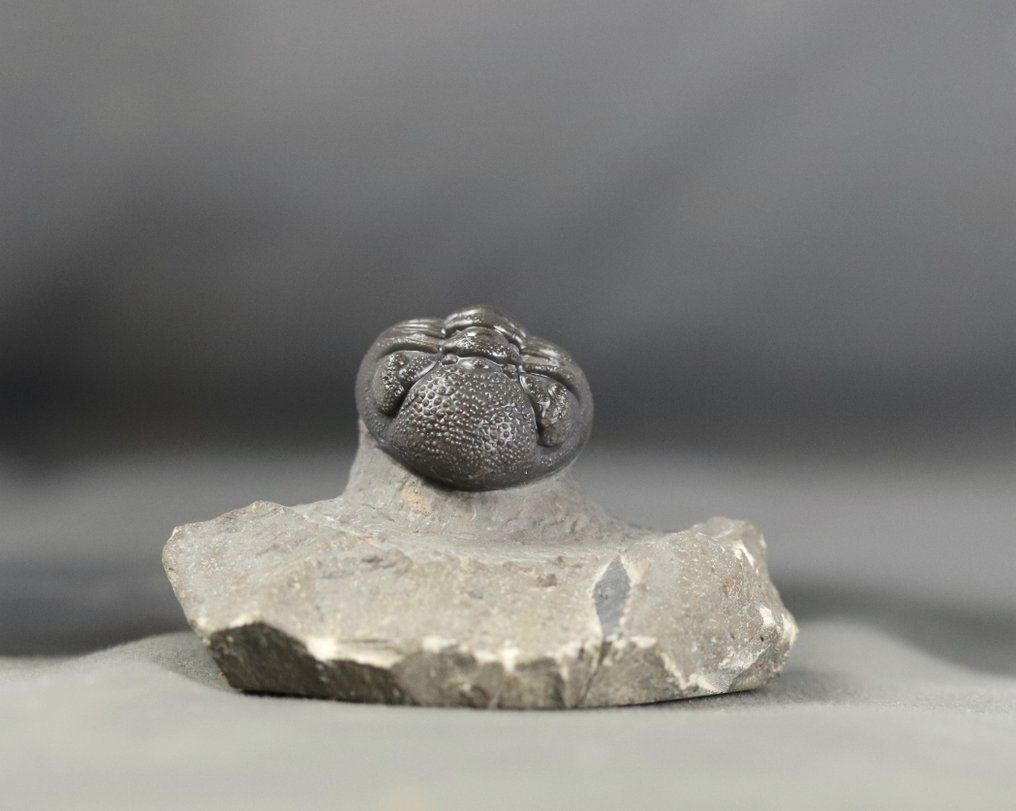 Trilobita da melhor qualidade - Com olhos excepcionais - Animal fossilizado - Morocops granulops - 6.2 cm #3.1