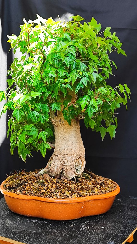 Bonsai Acer Buerguerianum - Höjd (träd): 48 cm - Djup (träd): 40 cm - Spanien #1.2
