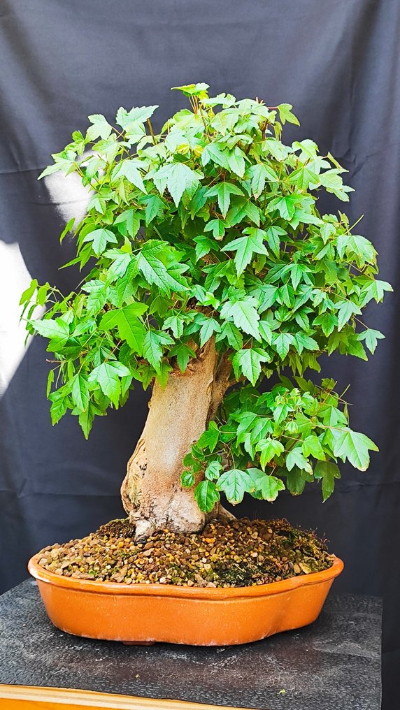 Bonsai Acer Buerguerianum - Magasság (fa): 48 cm - Mélység (fa): 40 cm - Spanyolország #1.1