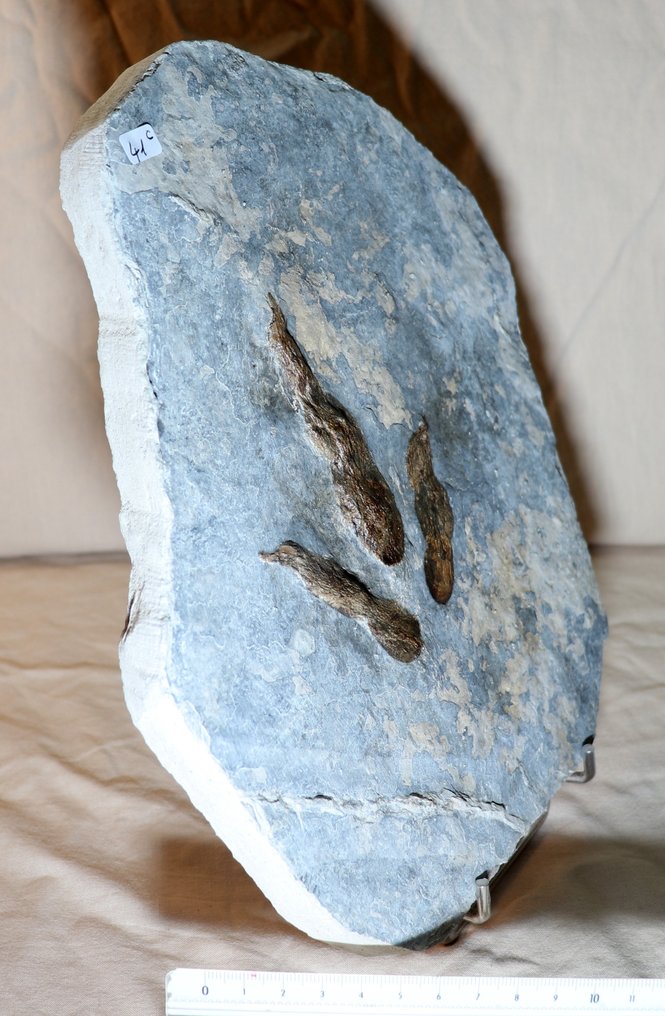RAPTOR Dinosaur - Fossilt fotavtrykk - Foot print  (Ingen reservasjonspris) #2.2