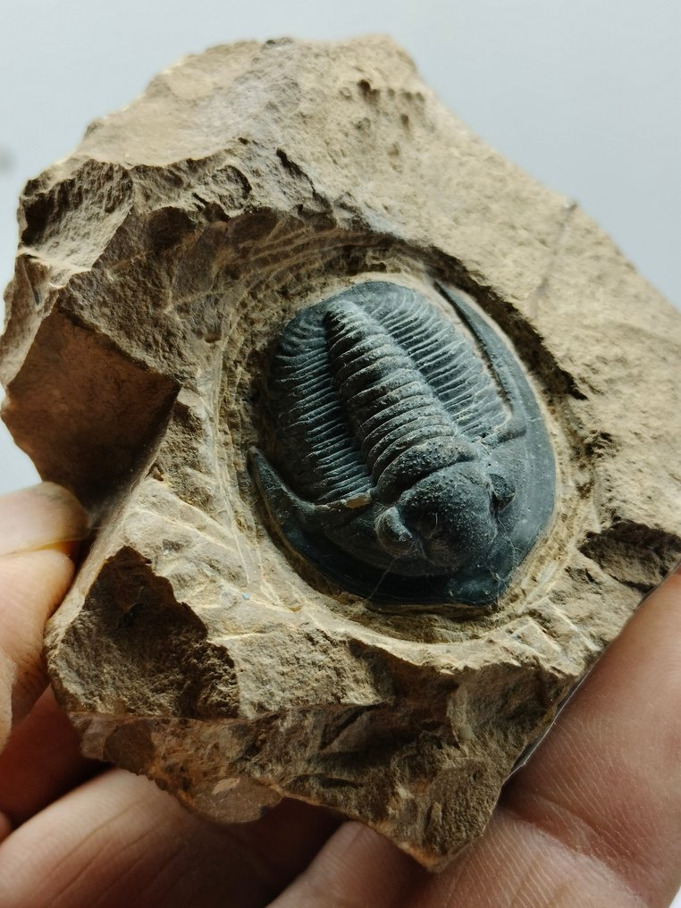 Trilobiet - Gefossiliseerd dier - Cornuproetus - 76 mm - 66 mm #2.1