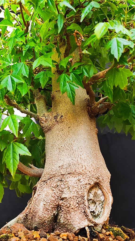 Bonsai Acer Buerguerianum - Höjd (träd): 48 cm - Djup (träd): 40 cm - Spanien #2.1