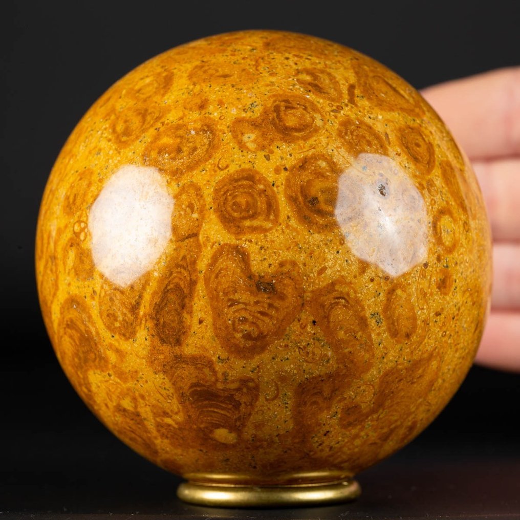 An Exclusive Jurassic Coral Large Fossil Coral Sphere - Height: 92 mm - Width: 92 mm- 1015 g #1.1