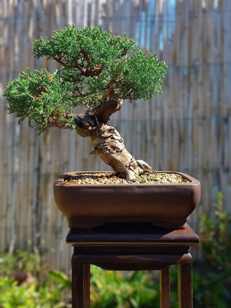 Bonsai Cupressus Arizonica - Altezza (albero): 50 cm - Profondità (albero): 50 cm - Italia #2.1