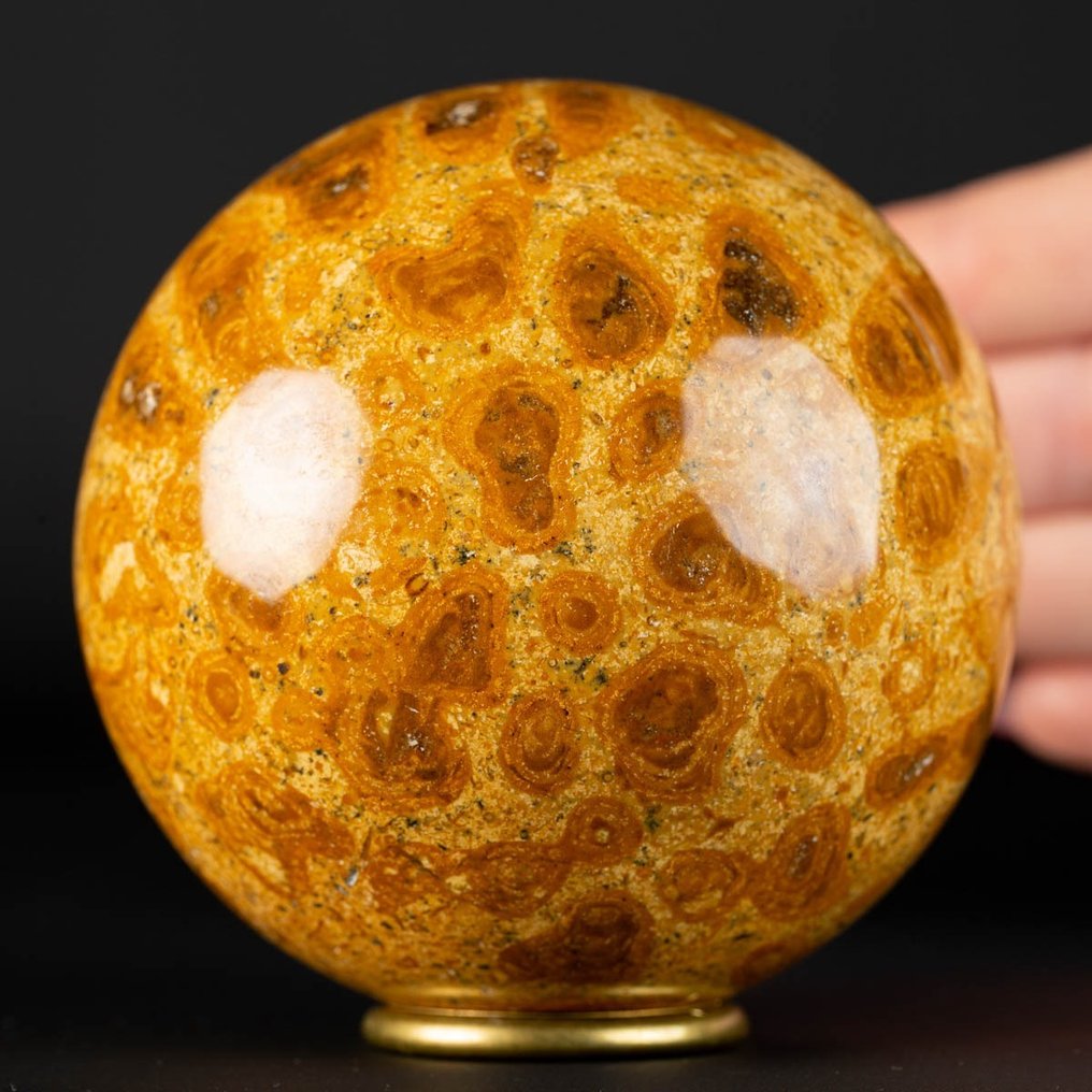 Un coral jurásico exclusivo Gran esfera de coral fósil - Altura: 90 mm - Ancho: 90 mm- 976 g #1.1