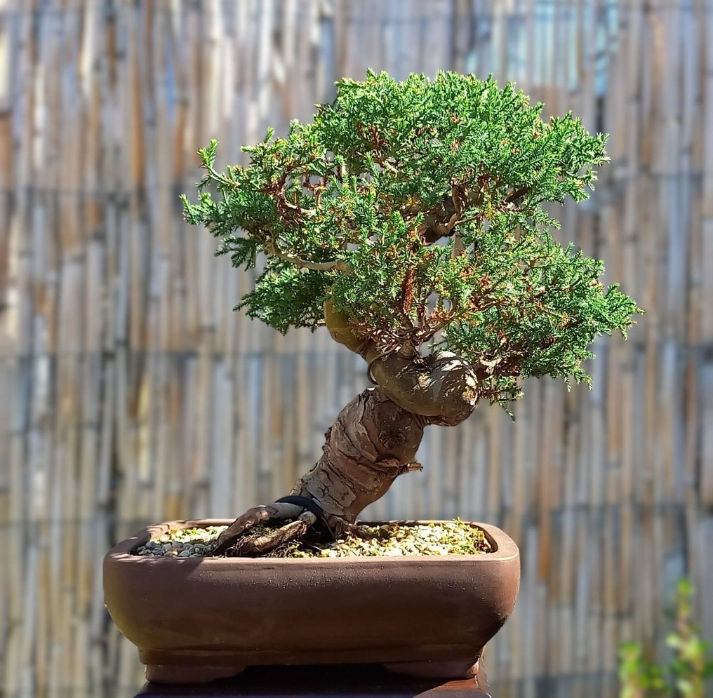 Bonsai Cupressus Arizonica - Altezza (albero): 50 cm - Profondità (albero): 50 cm - Italia #1.1