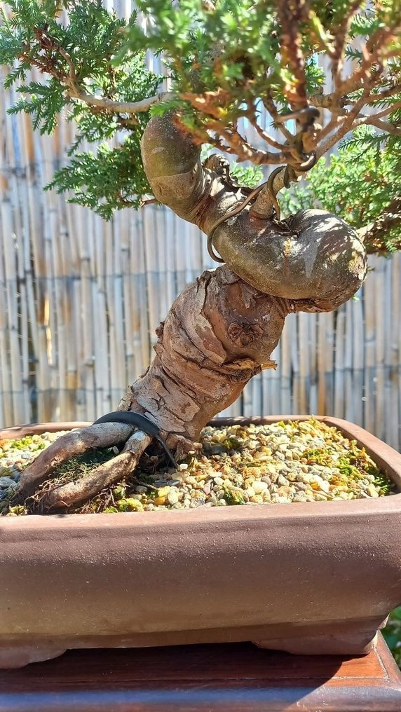 Bonsai Cupressus Arizonica - Altezza (albero): 50 cm - Profondità (albero): 50 cm - Italia #2.2