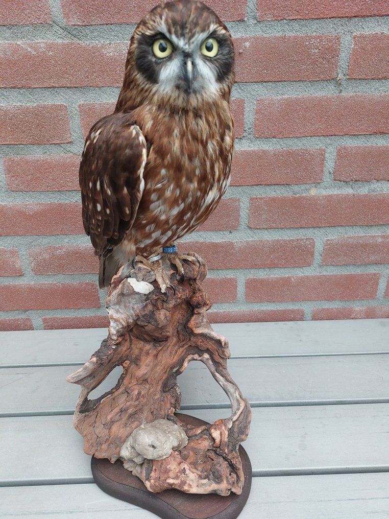 Australisches Buch - Taxidermie-Ganzkörpermontage - Ninox boobook (with closed ring and legal transfer) - 42 cm - 20 cm - 24 cm - CITES Anhang II - Anlage B in der EU #1.1