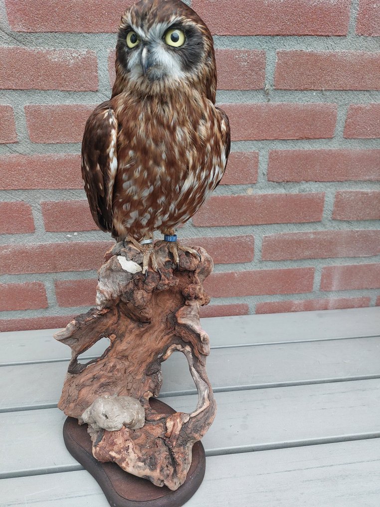 Australisches Buch - Taxidermie-Ganzkörpermontage - Ninox boobook (with closed ring and legal transfer) - 42 cm - 20 cm - 24 cm - CITES Anhang II - Anlage B in der EU #1.2