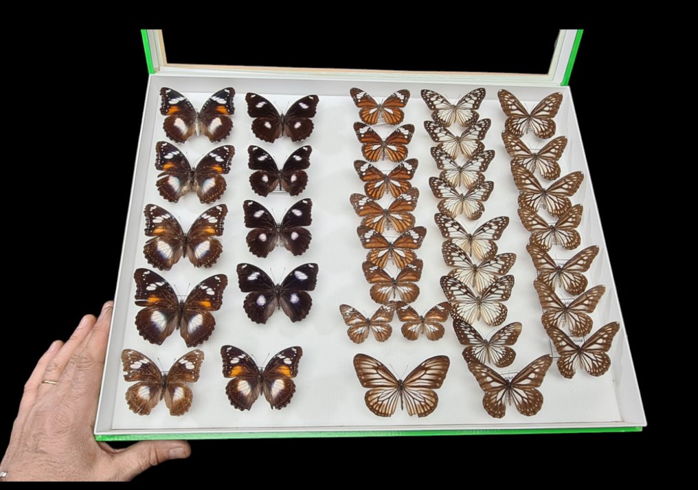 Large Butterfly collection - many species from Sulawesi - Bali - Indonesia  - Dioramă Papilionoidea sp. - all determined - 1990-2000 #1.1