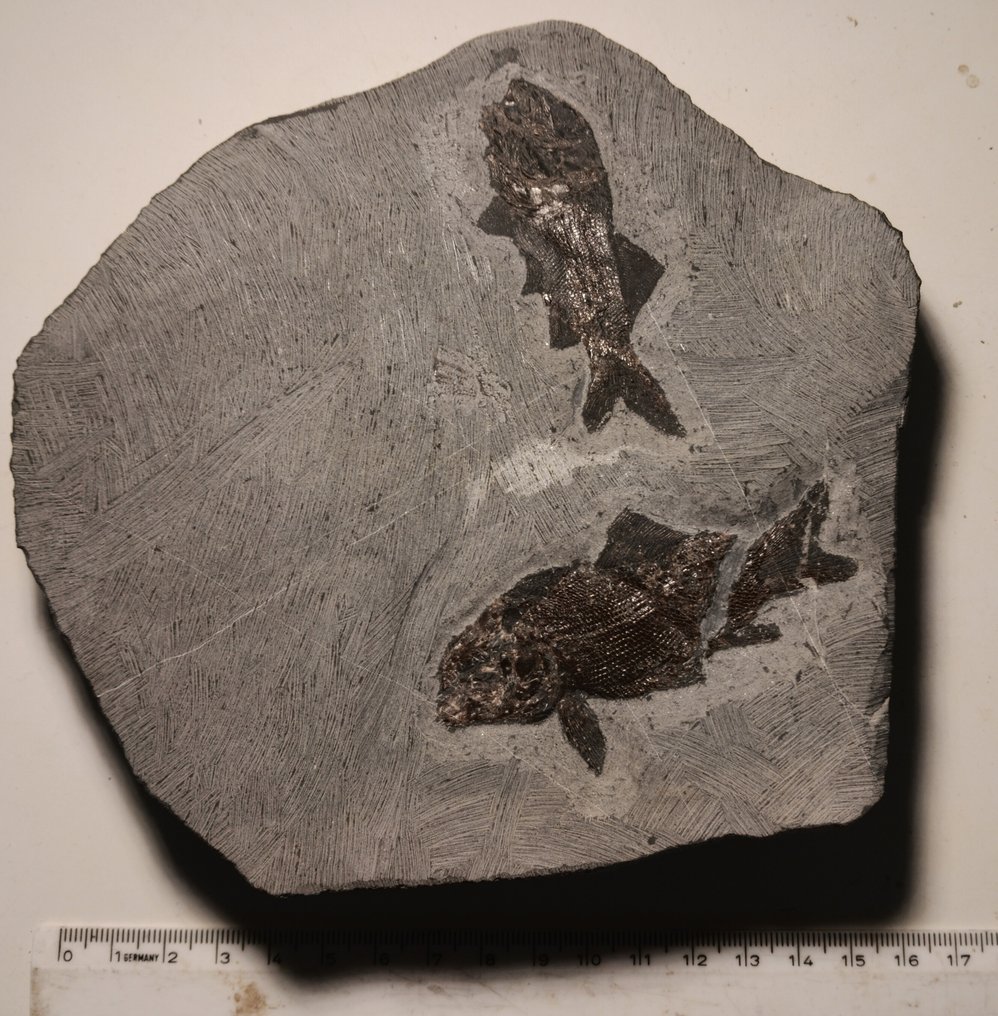 Fisk - Fossil matris på platta - heterolepidotes  (Utan reservationspris) #1.1