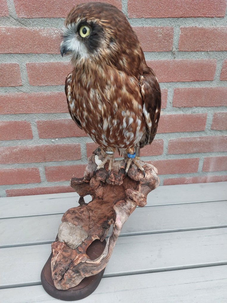 Australisches Buch - Taxidermie-Ganzkörpermontage - Ninox boobook (with closed ring and legal transfer) - 42 cm - 20 cm - 24 cm - CITES Anhang II - Anlage B in der EU #2.1