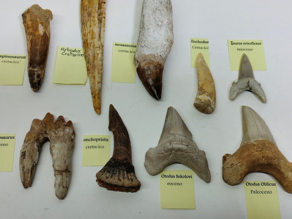 Groot lot tanden en ruggengraat uit Marokko - Fossiele tanden #2.2