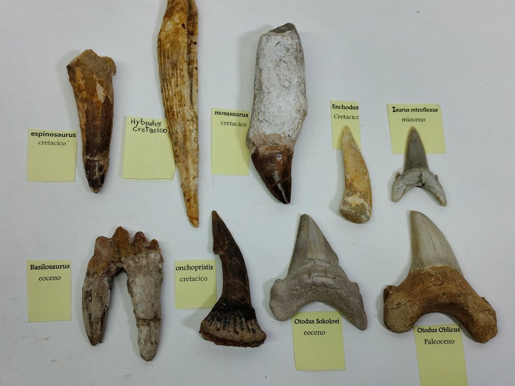 Groot lot tanden en ruggengraat uit Marokko - Fossiele tanden #1.1