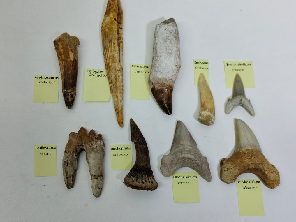Groot lot tanden en ruggengraat uit Marokko - Fossiele tanden #2.1