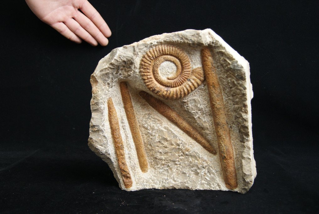 Enorme Ammonite Anetoceras + Orthoceras - Fossilt skjell - Anetoceras #2.1