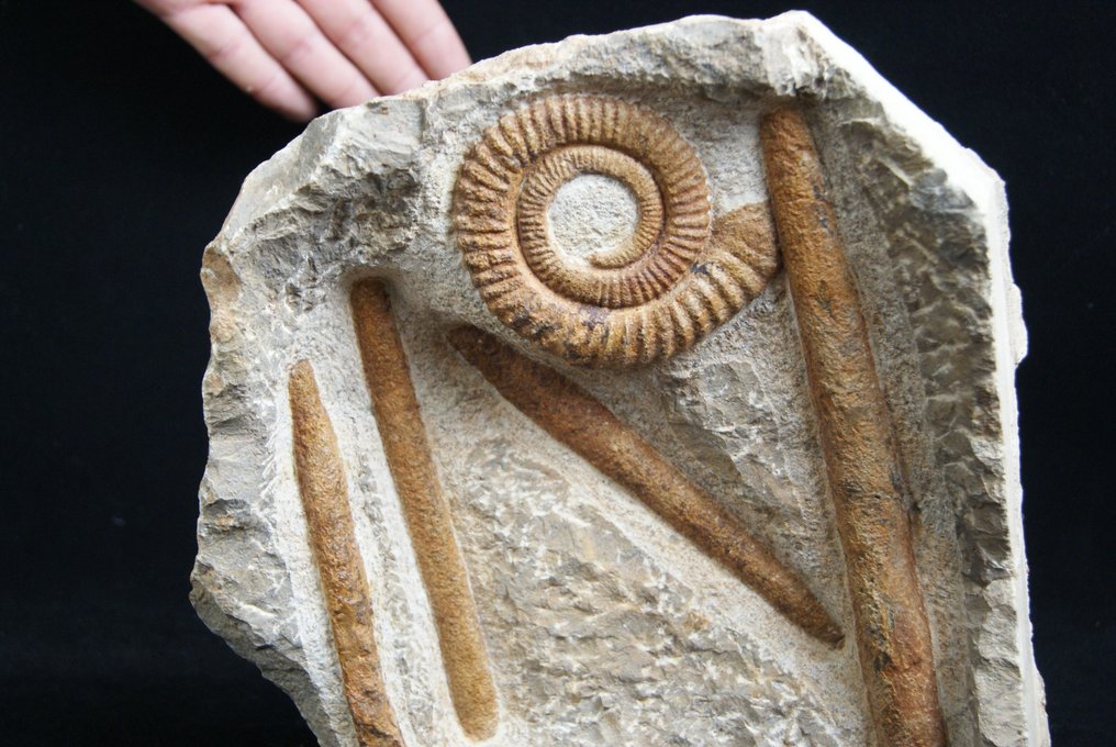 Enorma Ammonit Anetoceras + Orthoceras - Fossiliserat skal - Anetoceras #3.1