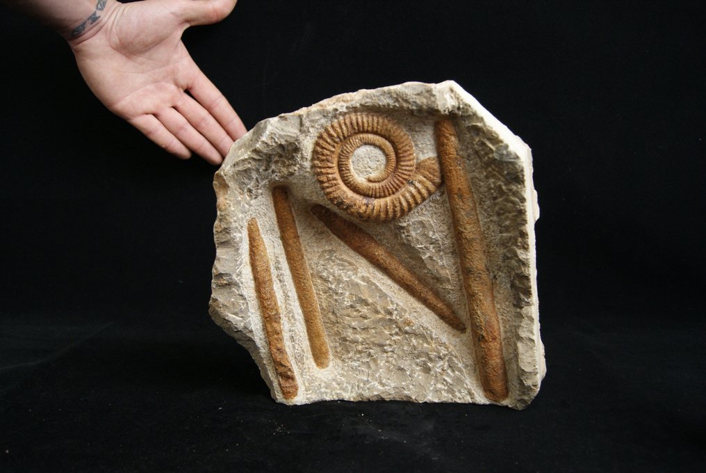 Enorme Ammonite Anetoceras + Orthoceras - Fossilt skjell - Anetoceras #3.2
