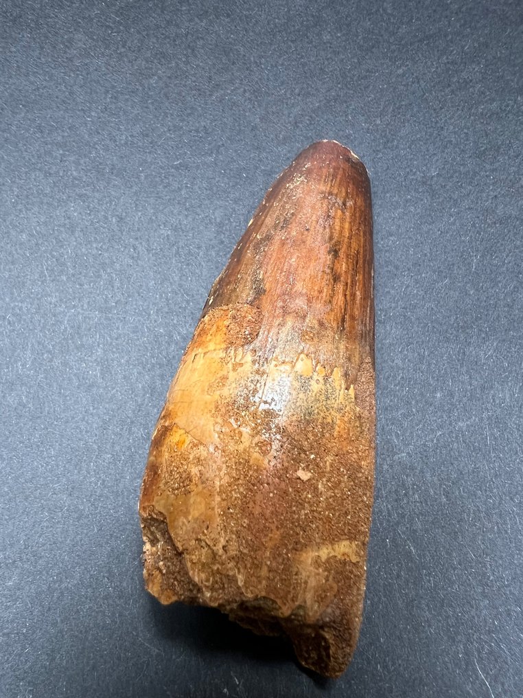 Lindo dente de Spinosaurus maroccanus com 11 cm de comprimento - Dente fóssil - Spinosaurus maroccanus - 95 mm - 40 mm #1.2