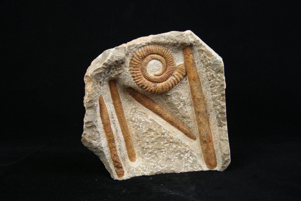 Enorma Ammonit Anetoceras + Orthoceras - Fossiliserat skal - Anetoceras #2.2