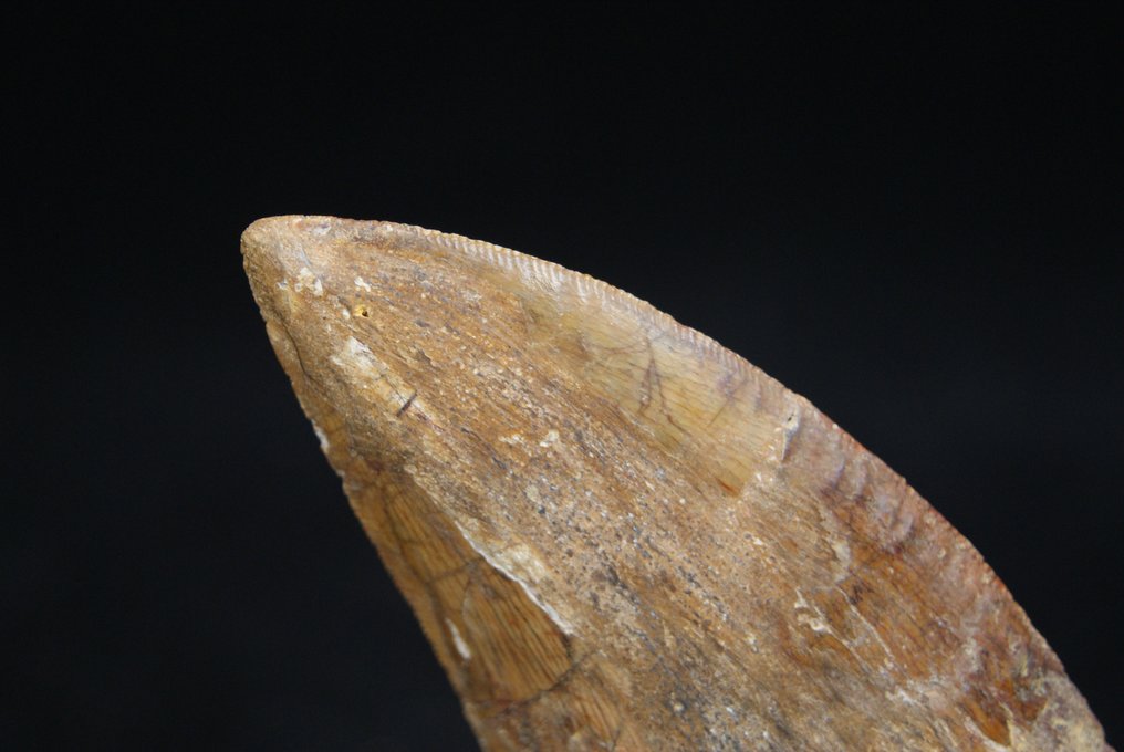 Hatalmas afrikai T-Rex - Fosszilizálódott agyar - Carcharodontosaurus Saharicus - 9.2 cm #2.1