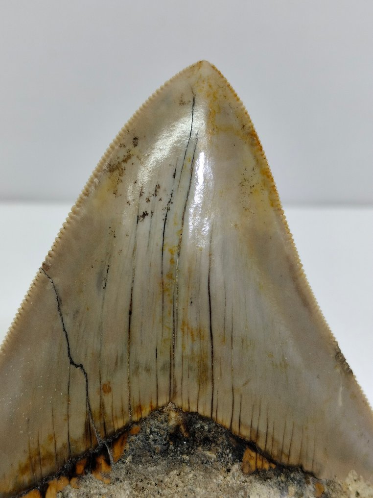 巨齿鲨 - 牙齿化石 - Carcharocles Megalodon - 110 mm - 96 mm #1.2