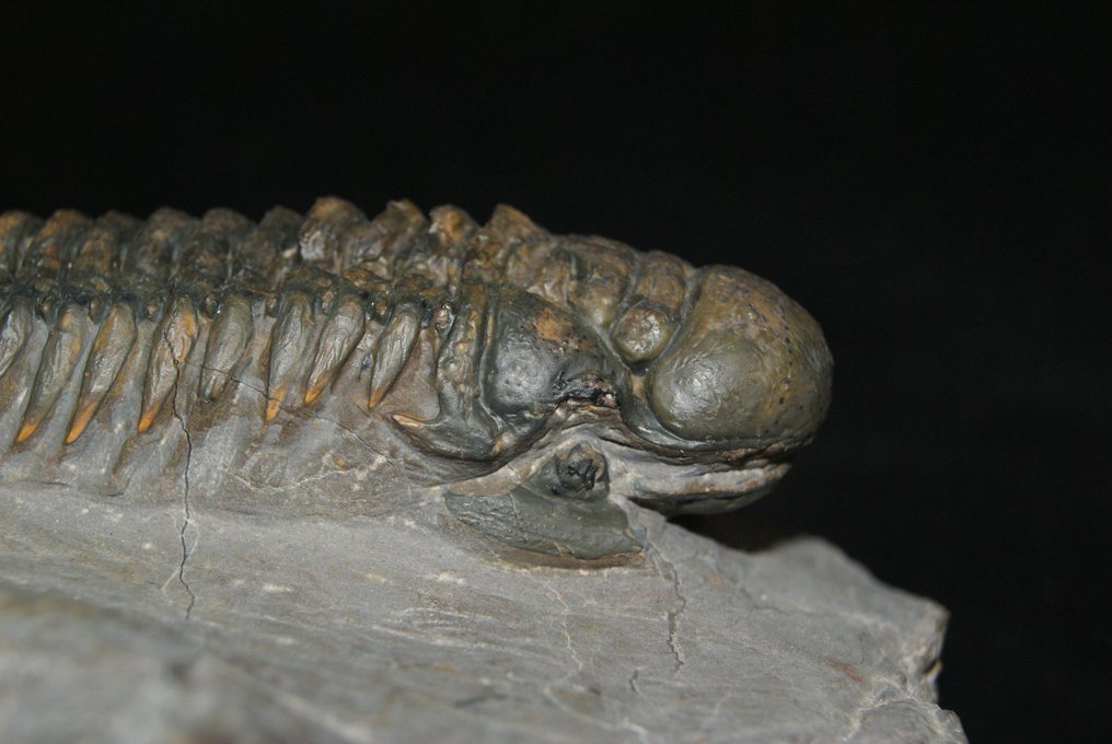 Oeil rare et curieux - Animal fossilisé - Crotalocephalus Gibbus #1.1