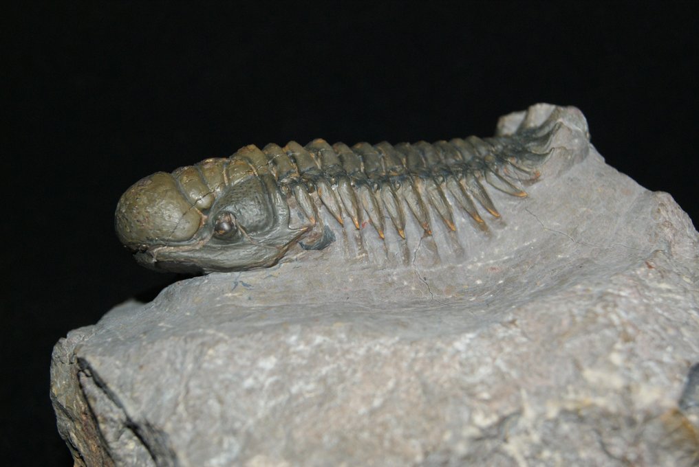 好奇罕见的眼睛 - 动物化石 - Crotalocephalus Gibbus #2.1