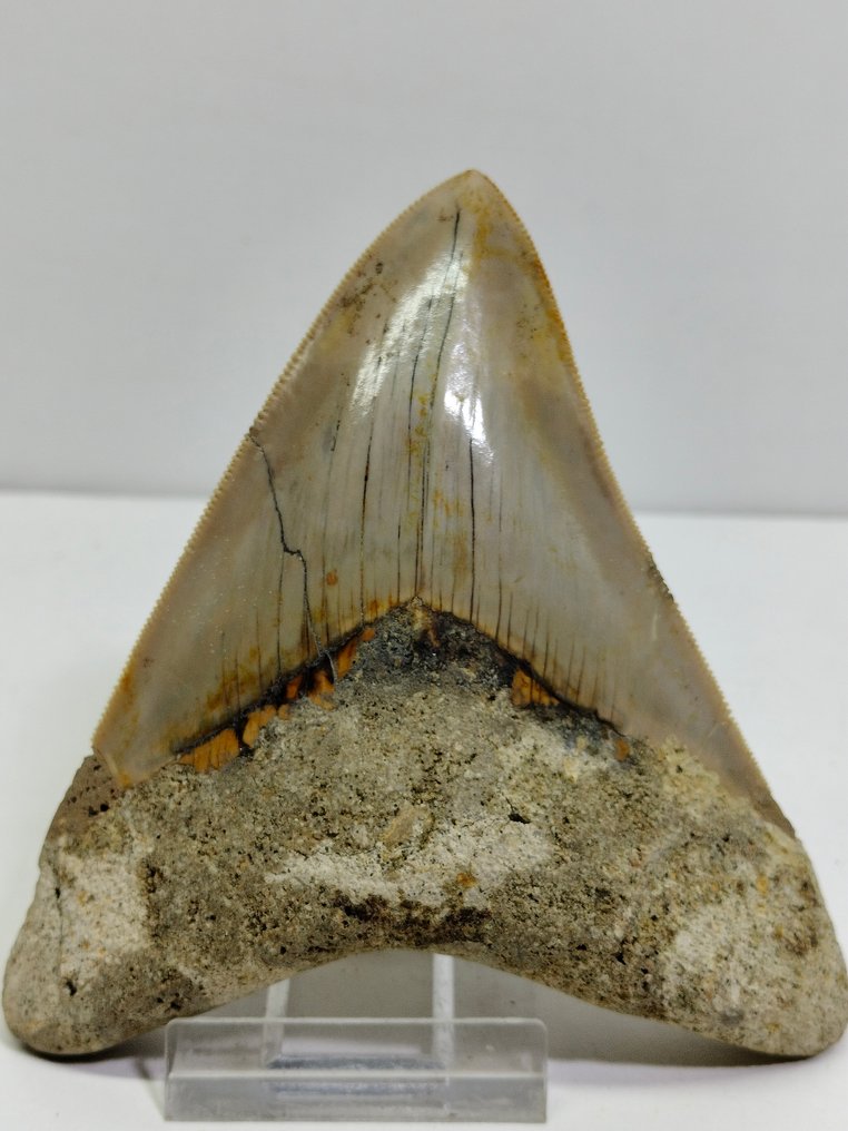 巨牙鯊 - 牙齒化石 - Carcharocles Megalodon - 110 mm - 96 mm #1.1